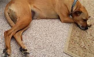 dog laying on new carpet 