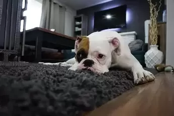 Cute dog on new carpet